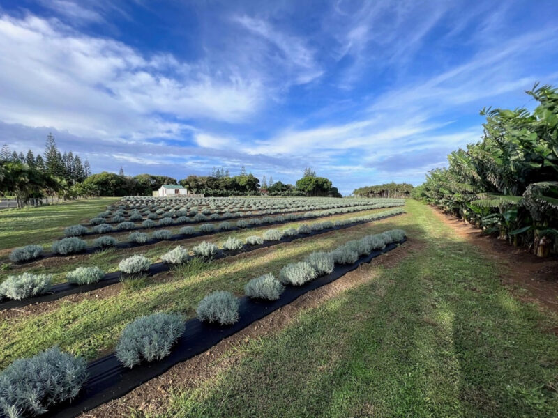 Lavender Farm Tour