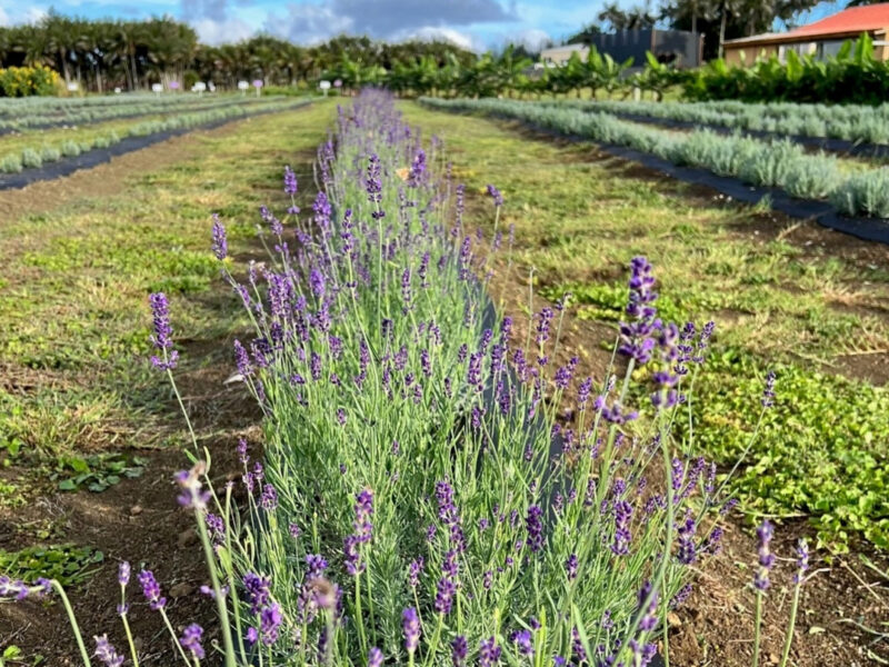 Lavender Row