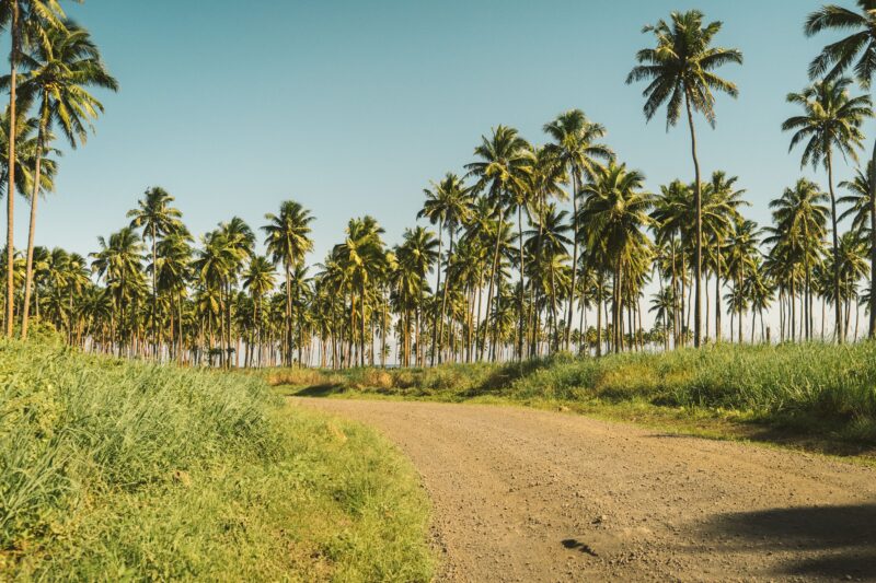 Coconut Plantation CREDIT Get Lost